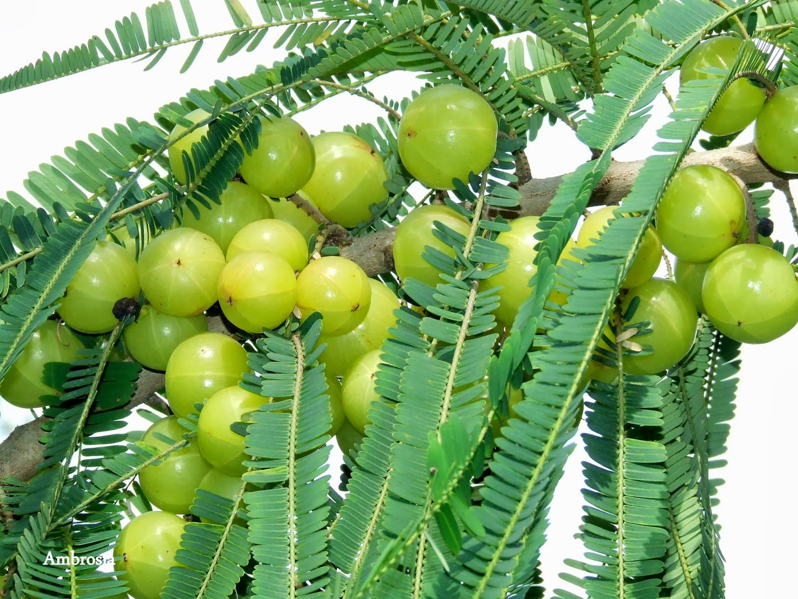 Indian Gooseberry Or Amla Fruit On Tree Background Wallpaper Image For Free  Download - Pngtree